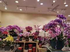 -双季花艺园艺市场(浦东店)