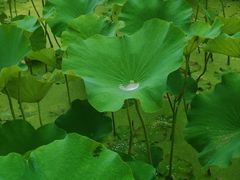 -沐仙湖湿地公园