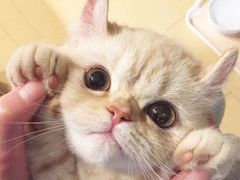 -猫色咖啡·猫咖