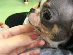 -藦茜花园宠物主题亲子互动体验馆(国顺东路店)