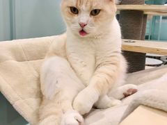 -安格丽娜·狗咖·猫咖羊驼咖(春熙路百盛商场店)