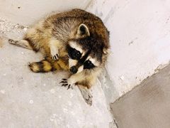 -浣熊柯尔鸭土拨鼠·电玩咖