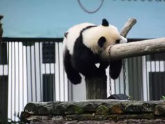 -中国大熊猫保护研究中心雅安碧峰峡基地