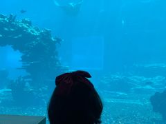 -海棠湾洲际-涛·海底餐厅·美人鱼·自助餐·海底隧道