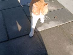 -妙味当棋子烧饼(凤凰世嘉店)