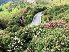 -贵州百里杜鹃风景名胜区