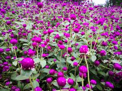 -铁山坪森林公园