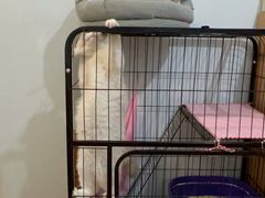 -lincat·猫舍(广州店)