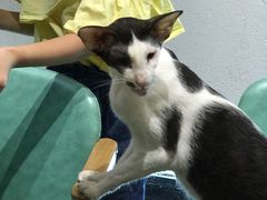 -猫色咖啡·猫咖