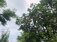 -鹅湖玫瑰文化园