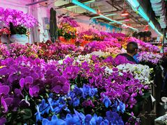 -花鸟鱼虫鲜花绿植市场(玉泉路店)