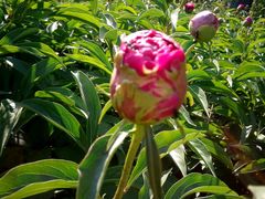 android_upload_pic-沈阳植物园