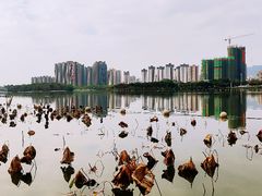 -飞来湖湿地公园