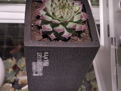 -KKV(深圳宏发大仟里店)