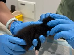 -艾吉宠物医院·疑难杂症转诊中心·猫友好(碧江路院)