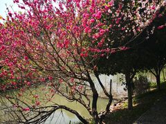 -南汇桃花村