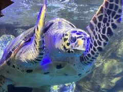 -太平洋海底世界