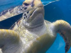 -海合安武汉极地海洋公园