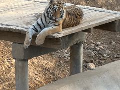 -石家庄市动物园