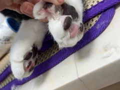 -纳吉亚猫专科动物医院博雅分院