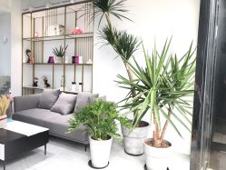 点击看大图 -IDOL PLUS