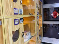 -小猫来了猫舍(福田店)