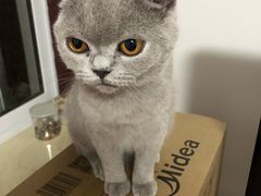 -猫大福·Fortune Cat猫舍(百子湾店)