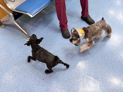 -美联众合动物医院(·中兽医·疑难杂症·严家桥分院)