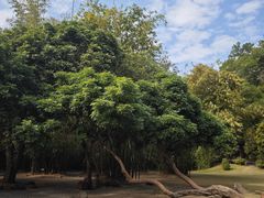 -深圳仙湖植物园