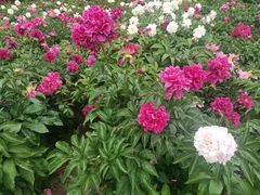 -长春公园(普阳街道)