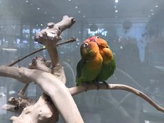 -momokira米努特·德文卷毛猫·棉花面纱犬