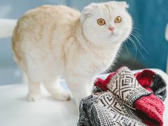 -喵的天空名猫咖啡馆·撸猫·猫舍·用品