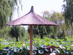 -白洋淀景区