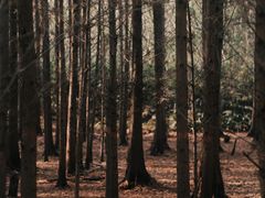 -桤木河湿地公园