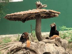 -大连森林动物园