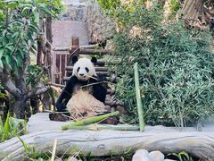 -灵玲国际马戏城