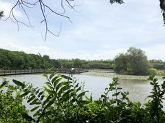 -大湾区中央湿地公园