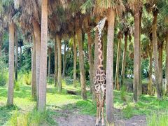 -奥兰多迪士尼动物王国乐园