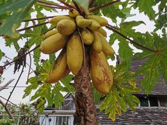 -西双版纳傣族园