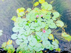 -荷塘月色湿地公园·向阳花洲
