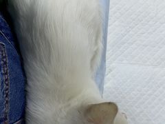 -美联众合动物医院·24h转诊中心