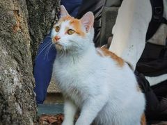 -龙华素斋(龙华路店)