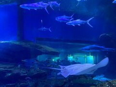 -海合安武汉极地海洋公园