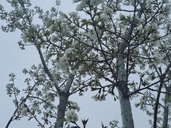 -南山湖公园
