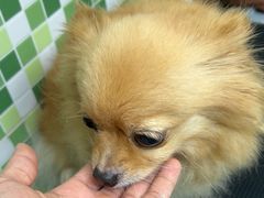 -瑞鹏·疫苗·绝育·宠物医院(广九店)