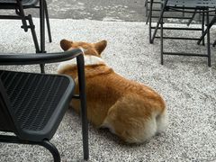 -肥朵食堂(带梦胡同店)