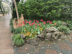 -上海醉白池公园