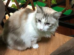 -李小姐の猫咖啡馆(五角场店)