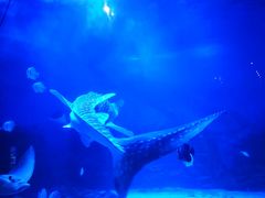 -烟台海昌鲸鲨海洋公园