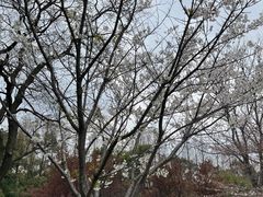 -复旦大学本部-食堂